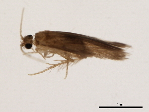  (Orthotrichia CJG sp. IN1 - 04INCAD-240)  @13 [ ] CreativeCommons - Attribution (2010) CBG Photography Group Centre for Biodiversity Genomics