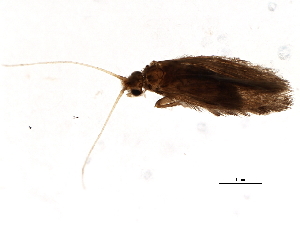  (Orthotrichia CJG sp. IN2 - 04INCAD-244)  @13 [ ] CreativeCommons - Attribution (2010) CBG Photography Group Centre for Biodiversity Genomics