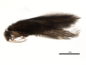  (Hydroptila callia - 04INCAD-274)  @13 [ ] CreativeCommons - Attribution (2010) CBG Photography Group Centre for Biodiversity Genomics