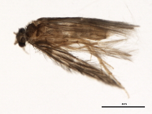  (Hydroptila XZ sp. NS1 - 04INCAD-278)  @13 [ ] CreativeCommons - Attribution (2010) CBG Photography Group Centre for Biodiversity Genomics