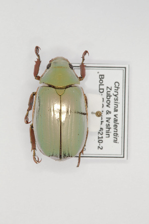  (Chrysina valentini - BC-Ivsh-6210-2)  @11 [ ] CreativeCommons - Attribution Non-Commercial Share-Alike (2020) Nikolay Ivshin Vavilov Institute of General Genetics