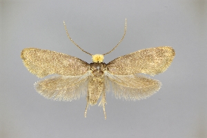  (Vespina meridiana - SaY89)  @11 [ ] by-nc-sa (2020) Unspecified Entomological laboratory, Kyushu University