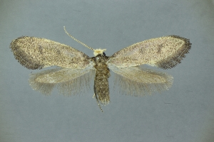  (Vespina sichuana - SaY94)  @11 [ ] by-nc-sa (2020) Unspecified Entomological laboratory, Kyushu University