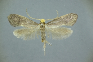  (Vespina nielseni - SaY95)  @11 [ ] by-nc-sa (2020) Unspecified Entomological laboratory, Kyushu University