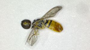  (Toxomerus corbis - ENTM54)  @11 [ ] CreativeCommons  Attribution Non-Commercial Share-Alike  Purdue Univeristy Purdue Univeristy