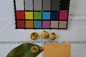  (Garcinia lateriflora - jb784)  @11 [ ] Copyright (c) (2020) Jedediah Brodie University of Montana