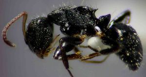  (Camponotus bidens - DLb-11)  @11 [ ] Copyright (2018) Larrea D.D. Laboratorio de Biología de los Artrópodos. Universidad Nacional del Nordeste.