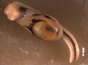  ( - INDOBIOSYS-CCDB30317-C01)  @11 [ ] CreativeCommons - Attribution Non-Commercial Share-Alike (2016) SNSB, Staatliche Naturwissenschaftliche Sammlungen Bayerns ZSM (SNSB, Zoologische Staatssammlung Muenchen)