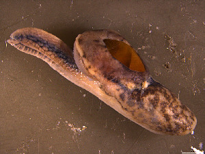  ( - INDOBIOSYS-CCDB30317-C03)  @11 [ ] CreativeCommons - Attribution Non-Commercial Share-Alike (2016) SNSB, Staatliche Naturwissenschaftliche Sammlungen Bayerns ZSM (SNSB, Zoologische Staatssammlung Muenchen)