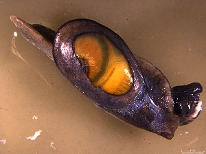  ( - INDOBIOSYS-CCDB30317-C04)  @11 [ ] CreativeCommons - Attribution Non-Commercial Share-Alike (2016) SNSB, Staatliche Naturwissenschaftliche Sammlungen Bayerns ZSM (SNSB, Zoologische Staatssammlung Muenchen)