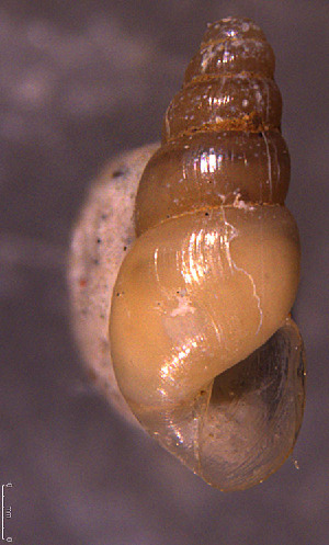  ( - INDOBIOSYS-CCDB30317-D10)  @11 [ ] CreativeCommons - Attribution Non-Commercial Share-Alike (2016) SNSB, Staatliche Naturwissenschaftliche Sammlungen Bayerns ZSM (SNSB, Zoologische Staatssammlung Muenchen)