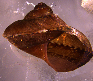  (Cyclophorus perdix - INDOBIOSYS-CCDB30317-F04)  @11 [ ] CreativeCommons - Attribution Non-Commercial Share-Alike (2016) SNSB, Staatliche Naturwissenschaftliche Sammlungen Bayerns ZSM (SNSB, Zoologische Staatssammlung Muenchen)