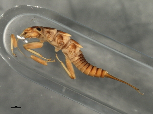  (Diploperla duplicata - 08INHSP-424)  @11 [ ] CreativeCommons - Attribution (2009) CBG Photography Group Centre for Biodiversity Genomics