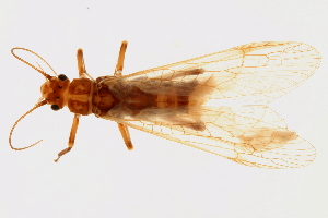  (Isogenoides varians - 08INHSP-275)  @11 [ ] CreativeCommons - Attribution (2009) CBG Photography Group Centre for Biodiversity Genomics