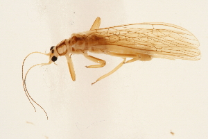  ( - 08INHSP-294)  @13 [ ] CreativeCommons - Attribution (2009) CBG Photography Group Centre for Biodiversity Genomics