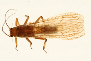  (Tallaperla cornelia - 08INHSP-350)  @14 [ ] CreativeCommons - Attribution (2009) CBG Photography Group Centre for Biodiversity Genomics