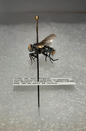  ( - INM0031)  @11 [ ] nrr (2021) Julia Mlynarek Insectarium of Montreal