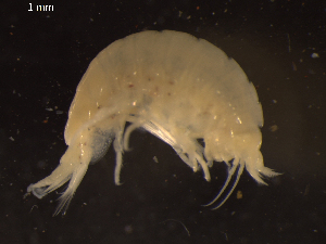  (Paracallisoma aff. alberti - I18_Ma_31)  @11 [ ] c (2018) Terue Kihara DZMB Senckenberg am Meer