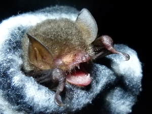  (Kerivoula papillosa - INDOBIOSYS-CCDB25346-G12)  @11 [ ] CreativeCommons - Attribution Non-Commercial Share-Alike (2016) SNSB, Staatliche Naturwissenschaftliche Sammlungen Bayerns ZSM (SNSB, Zoologische Staatssammlung Muenchen)