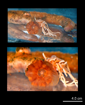  ( - I13_380)  @11 [ ] Copyright © (2025) Terue Cristina Kihara German Center for Marine Biodiversity Research