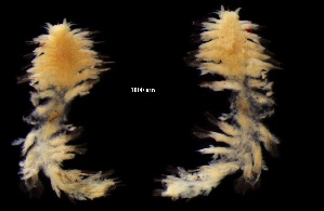  ( - I13_409)  @11 [ ] Copyright © (2025) Terue Cristina Kihara German Center for Marine Biodiversity Research