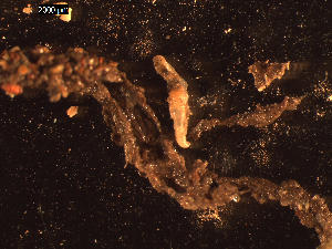  (Amphisamytha sp. Longqi - I13_411)  @11 [ ] Copyright © (2025) Terue Cristina Kihara German Center for Marine Biodiversity Research