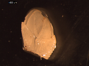  ( - I13_415)  @11 [ ] Copyright © (2025) Terue Cristina Kihara German Center for Marine Biodiversity Research