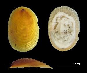  ( - I13_55)  @11 [ ] Copyright © (2025) Terue Cristina Kihara German Center for Marine Biodiversity Research