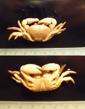  ( - I13_89)  @11 [ ] Copyright © (2025) Terue Cristina Kihara German Center for Marine Biodiversity Research