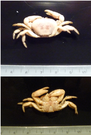  ( - I13_97)  @11 [ ] Copyright © (2025) Terue Cristina Kihara German Center for Marine Biodiversity Research