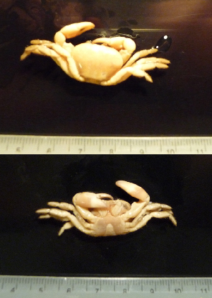  ( - I13_99)  @11 [ ] Copyright © (2025) Terue Cristina Kihara German Center for Marine Biodiversity Research