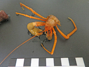  (Parapagurus andreui - I15_131)  @11 [ ] Copyright © (2025) Terue Cristina Kihara German Center for Marine Biodiversity Research