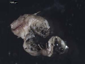  (unclassified Ampharetidae - I15_206)  @11 [ ] Copyright © (2025) Terue Cristina Kihara German Center for Marine Biodiversity Research