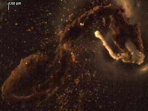  (unclassified Terebellida - I15_226)  @11 [ ] Copyright © (2025) Terue Cristina Kihara German Center for Marine Biodiversity Research