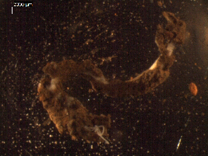  ( - I15_229)  @11 [ ] Copyright © (2025) Terue Cristina Kihara German Center for Marine Biodiversity Research