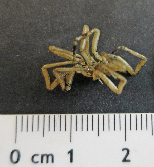  (Sericosura sp. INDEX_TK_2025 - I15_242)  @11 [ ] Copyright © (2025) Terue Cristina Kihara German Center for Marine Biodiversity Research