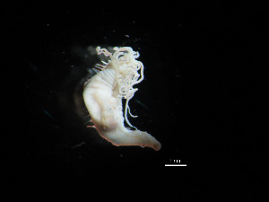  (Amphisamytha wocanensis - I15_244)  @11 [ ] Copyright © (2025) Terue Cristina Kihara German Center for Marine Biodiversity Research
