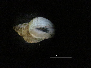  (Phymorhynchus moskalevi - I15_249)  @11 [ ] Copyright © (2025) Terue Cristina Kihara German Center for Marine Biodiversity Research