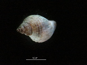  ( - I15_249)  @11 [ ] Copyright © (2025) Terue Cristina Kihara German Center for Marine Biodiversity Research