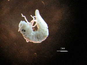  ( - I15_253)  @11 [ ] Copyright © (2025) Terue Cristina Kihara German Center for Marine Biodiversity Research