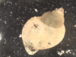  ( - I16_11)  @11 [ ] Copyright © (2025) Terue Cristina Kihara German Center for Marine Biodiversity Research