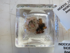  (Maractis - I16_160)  @11 [ ] Copyright © (2025) Terue Cristina Kihara German Center for Marine Biodiversity Research