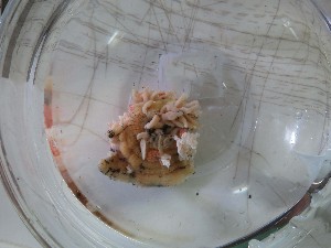  ( - I16_161)  @11 [ ] Copyright © (2025) Terue Cristina Kihara German Center for Marine Biodiversity Research