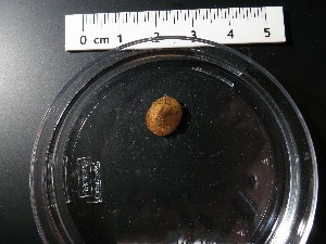  ( - I16_180)  @11 [ ] Copyright © (2025) Terue Cristina Kihara German Center for Marine Biodiversity Research