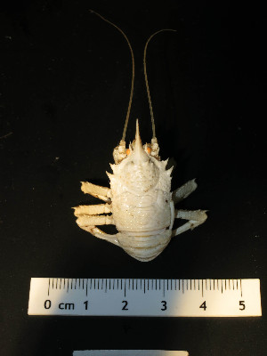  (Munidopsis sp. A DKC-2016 - I16_183)  @11 [ ] Copyright © (2025) Terue Cristina Kihara German Center for Marine Biodiversity Research