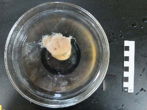  ( - I16_194)  @11 [ ] Copyright © (2025) Terue Cristina Kihara German Center for Marine Biodiversity Research