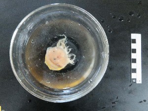  ( - I16_195)  @11 [ ] Copyright © (2025) Terue Cristina Kihara German Center for Marine Biodiversity Research