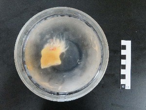  ( - I16_200)  @11 [ ] Copyright © (2025) Terue Cristina Kihara German Center for Marine Biodiversity Research
