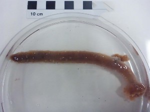  ( - I16_203)  @11 [ ] Copyright © (2025) Terue Cristina Kihara German Center for Marine Biodiversity Research