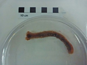  ( - I16_205)  @11 [ ] Copyright © (2025) Terue Cristina Kihara German Center for Marine Biodiversity Research